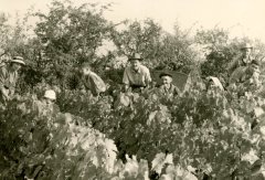 MOTOT - POCHERON